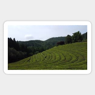 Green Matcha Fields Sticker